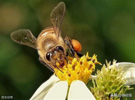 蜂來築巢|【蜜蜂到家裡築巢】蜜蜂到家裡築巢：徵兆、吉凶禍福。